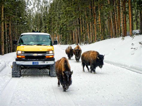 Yellowstone winter tours. Things To Know About Yellowstone winter tours. 